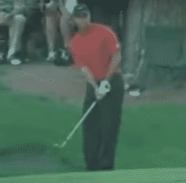 Tiger Woods picks a spot to land his chip shot